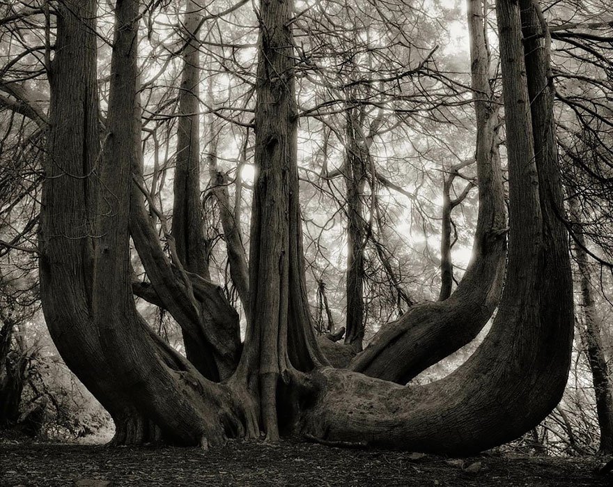 World’s Oldest Trees