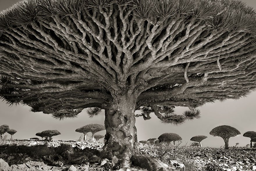 World’s Oldest Trees