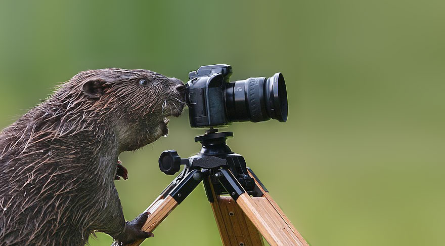 animals with camera