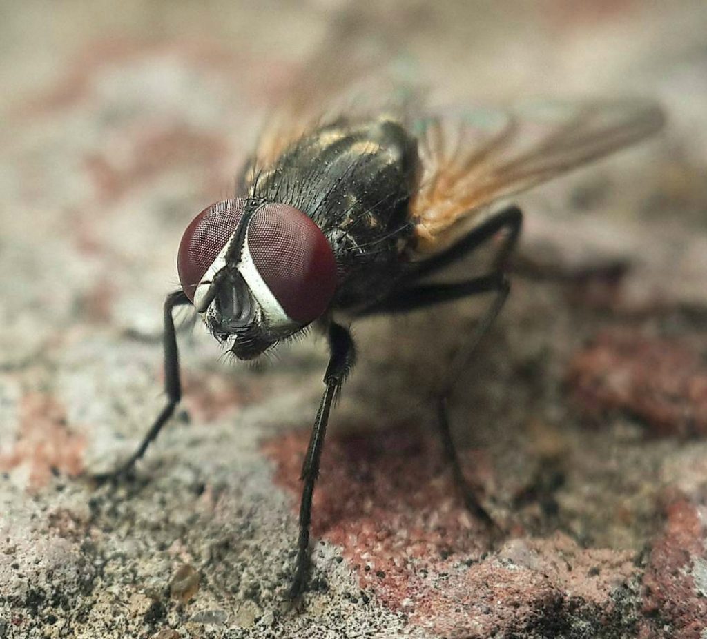 macro photography tips